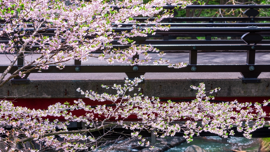 【春】桜の見ごろは例年5月上旬頃です。