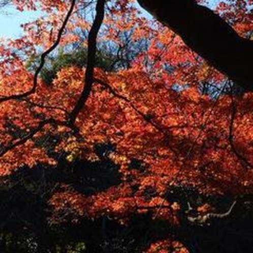 井の頭公園　木々の紅葉
