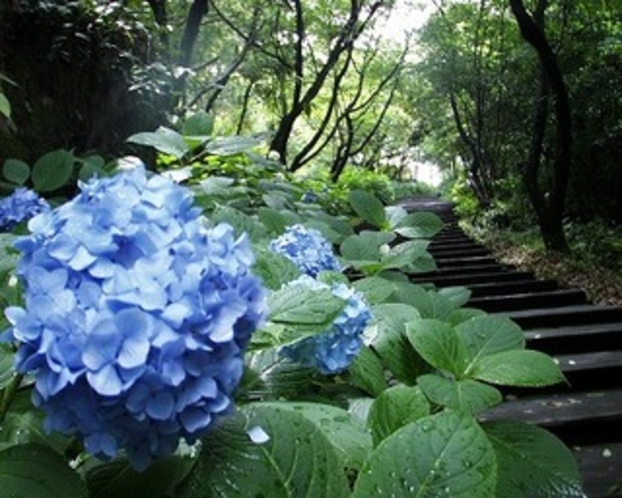 千巌山の紫陽花