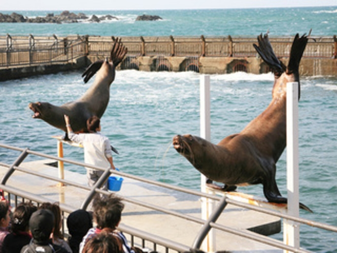 【おたる水族館】トドショー