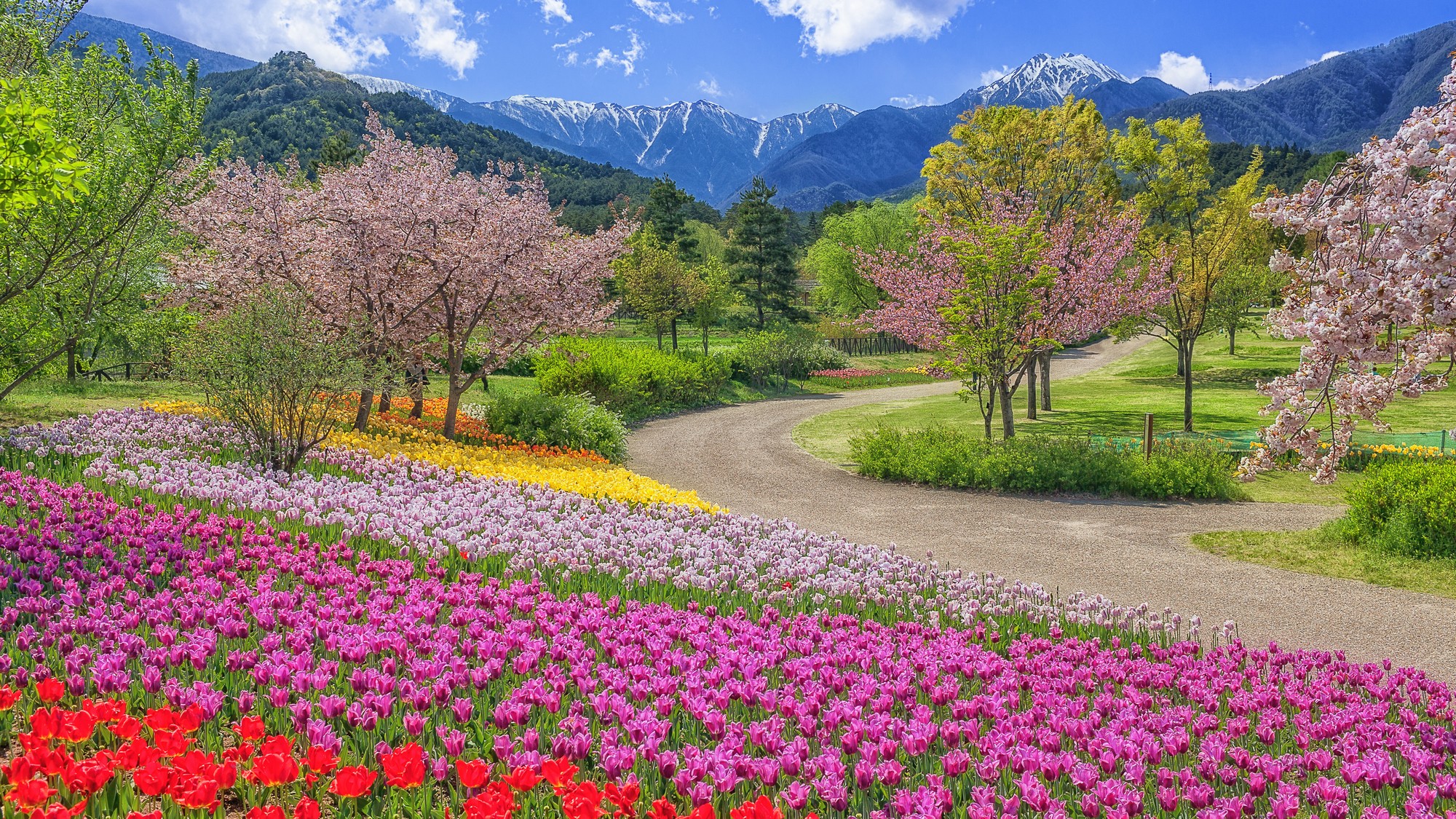 白馬五竜高山植物園。季節折々の花々をお楽しみ頂けます。