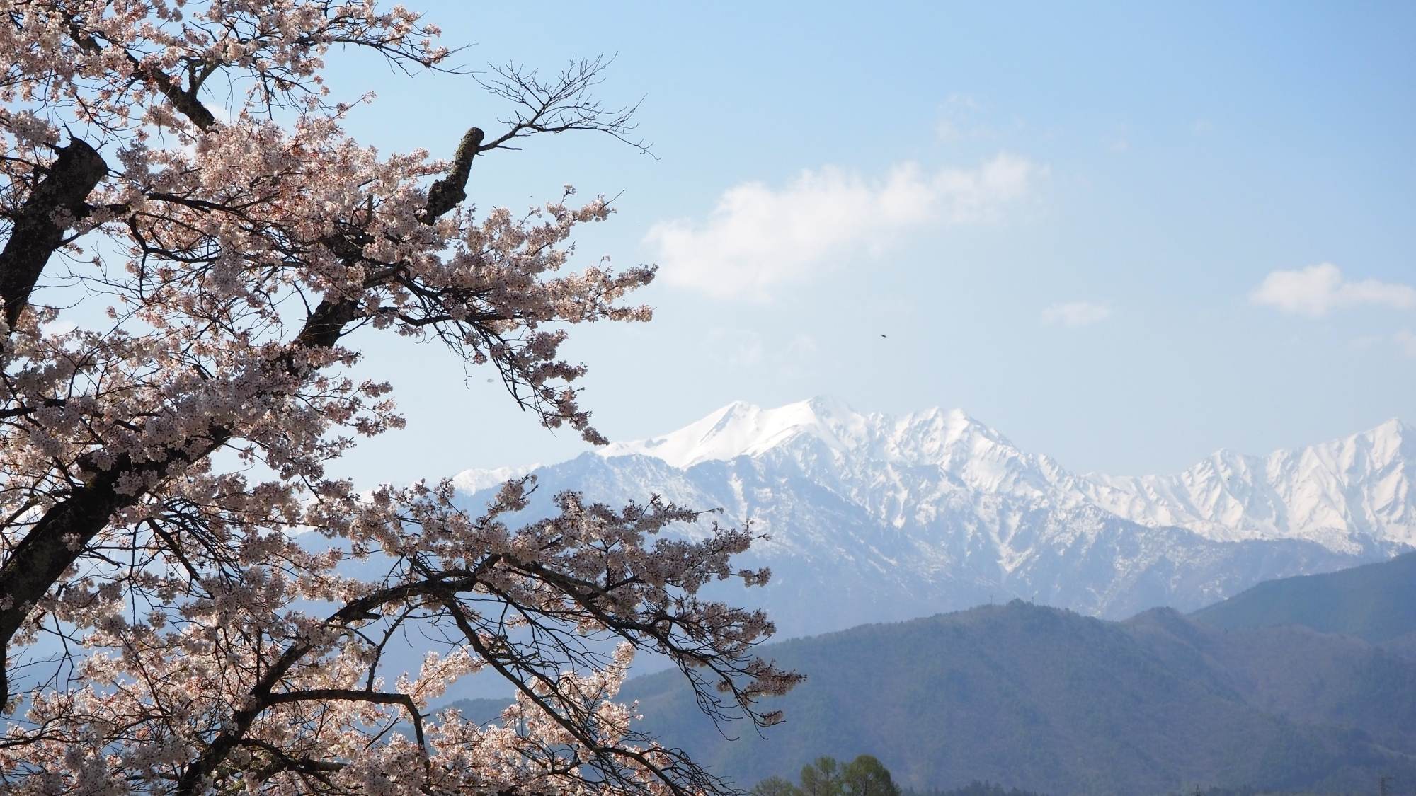 大町公園の桜