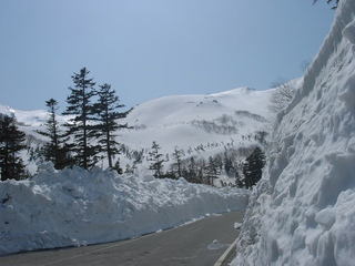 春山バスツアー5月初旬〜6月30日運行