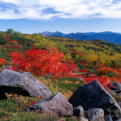 乗鞍岳　位ヶ原周辺の紅葉