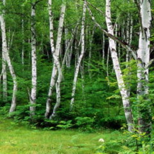 一の瀬園地　白樺林