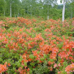 ツツジが咲き乱れる　一の瀬園地にて