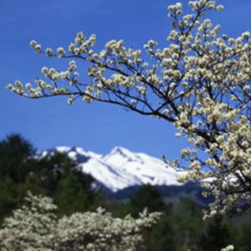 残雪の乗鞍岳と満開のすももの白い花　5月