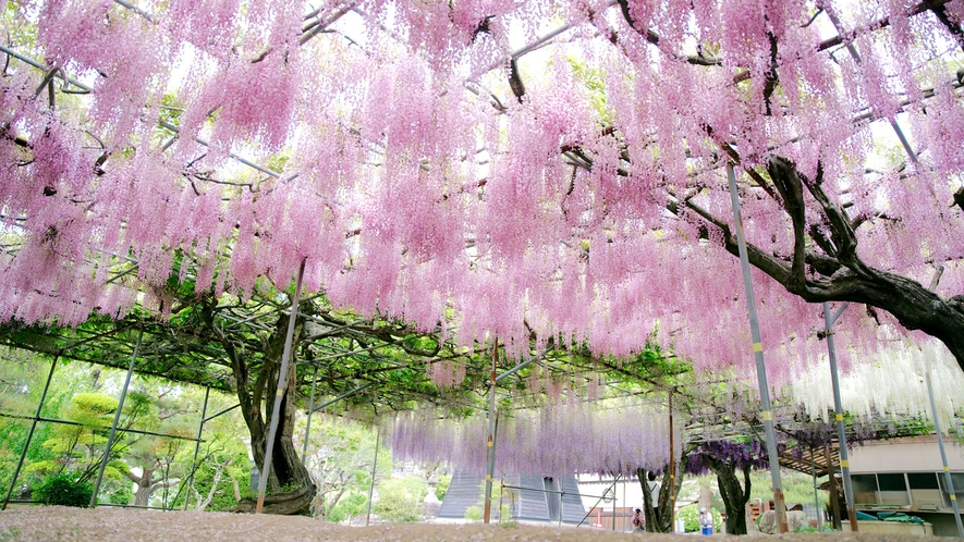 □【泉龍院】藤棚は5月頃、甘い香りとともに白・紫・桃の三色の花を咲かせます(当館よりお車約20分)