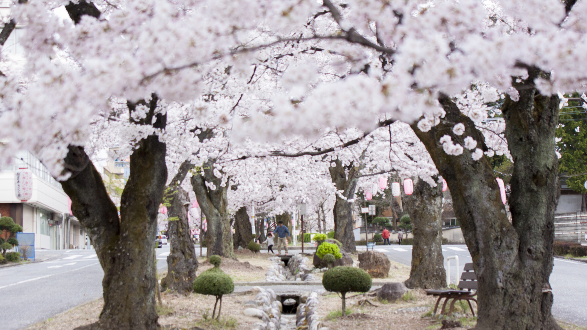 □【飯田の桜・大宮通り桜並木】大宮神社までの約700mに約150本のソメイヨシノ・彼岸桜の桜並木が