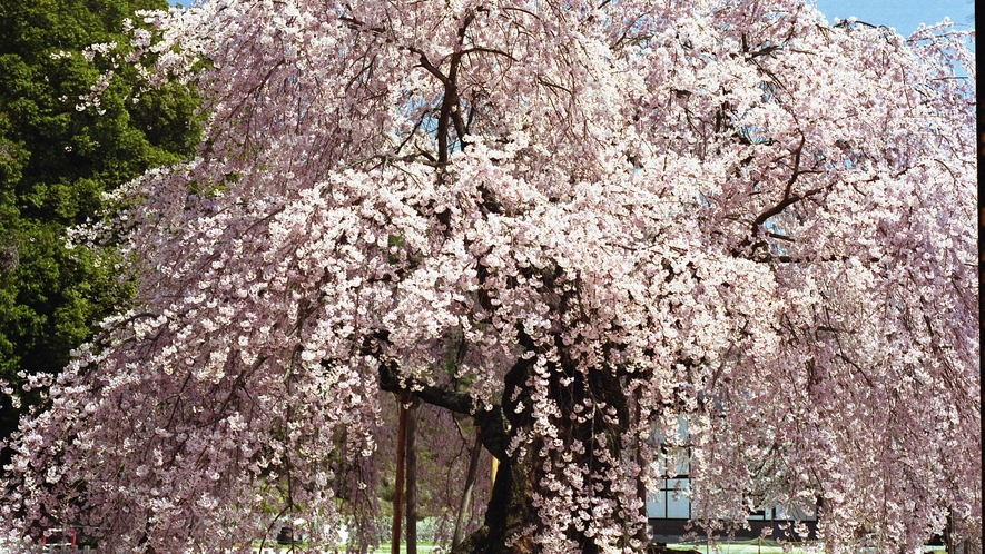 □【飯田の名桜・麻績の里舞台桜】花ごとに様々な枚数の花びらが咲く唯一無二の桜。華やかなシダレ紅彼岸桜