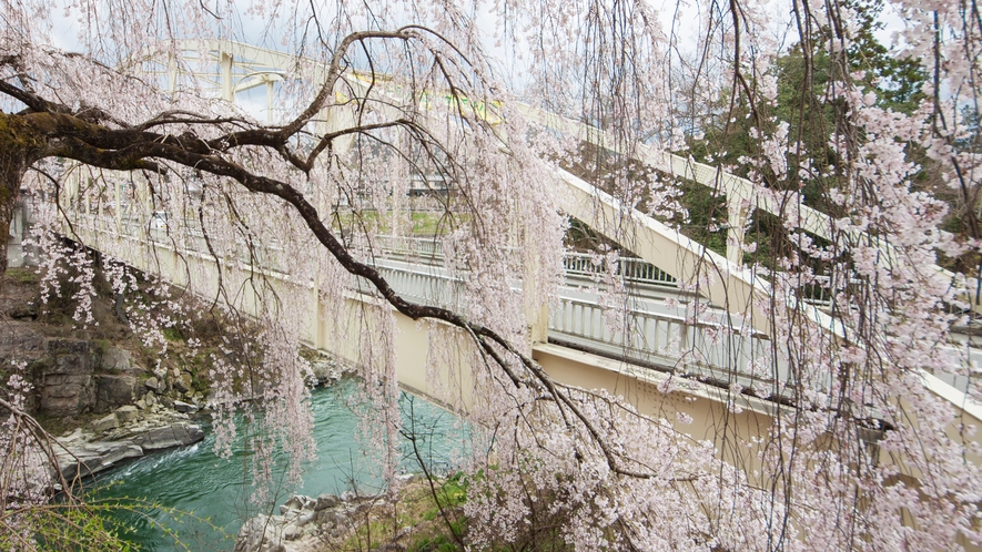 □【天龍峡】姑射橋(こやきょう)からの遊歩道沿いにはしだれ桜や山桜などが可憐な花を咲かせます