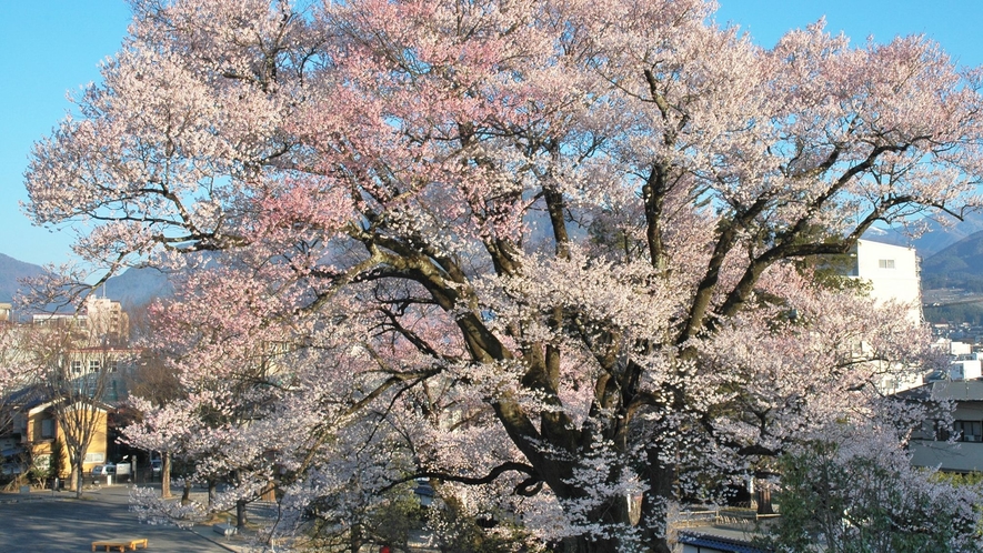 □【飯田の名桜・安富桜】飯田市美術博物館(旧飯田藩家老安富家邸)に咲く推定樹齢450年、樹高20mの