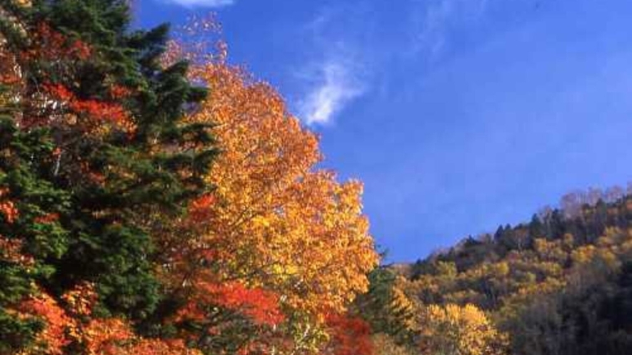 ■しらびそ高原の紅葉と黄葉　しらびそ高原は紅葉黄葉はスタッフもイチオシです