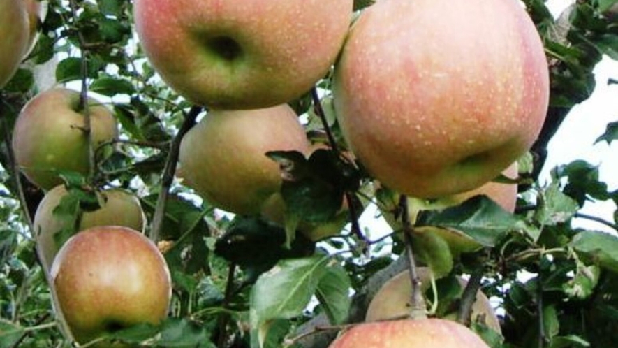■南信州のおいしい～りんごをもぎたてでそうぞ！