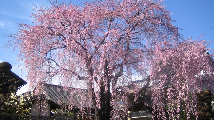 □【飯田の名桜・黄梅院の桜】武田信玄の娘・黄梅院のため建立されたお寺の紅桜。紅梅を思わせる紅い花の桜