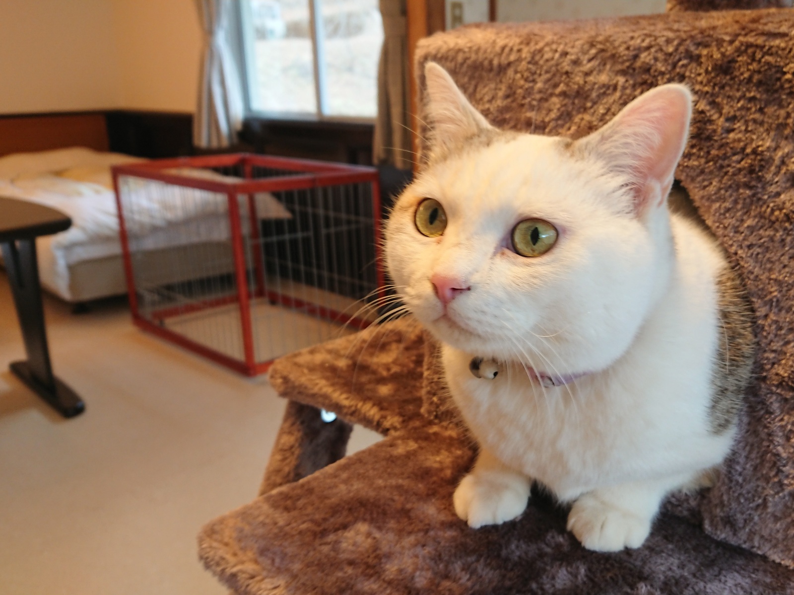 ペットといっしょにお泊り♪【ポチたまルーム】宿泊プラン【2室限定】