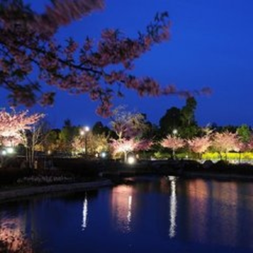 河津桜　夜のライトアップ