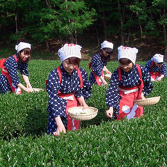 *お茶摘み体験は春と秋。現地までは車で約五分