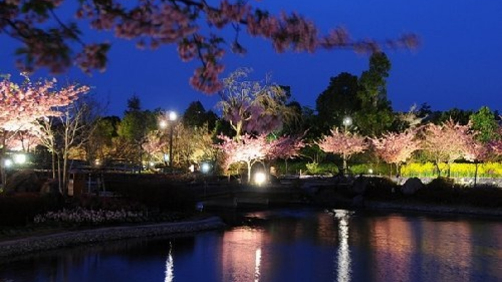 河津桜　夜のライトアップ
