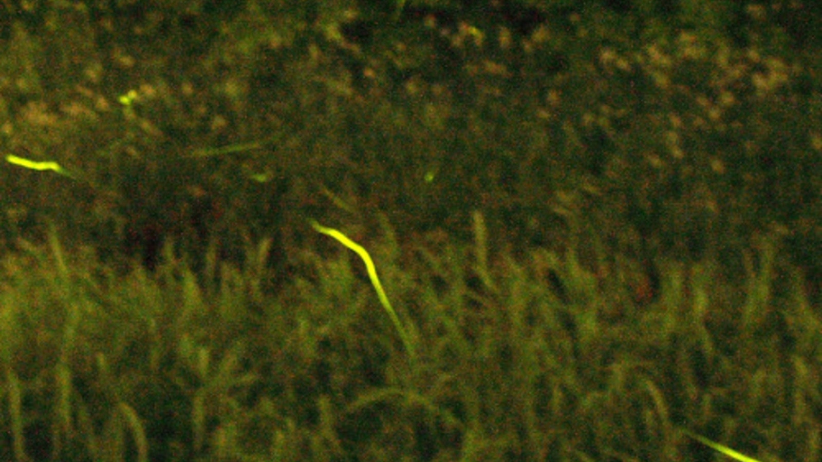 伊豆で一番早い天然蛍の鑑賞スポットへ車で5分♪シーズンは5月中旬から6月中旬。