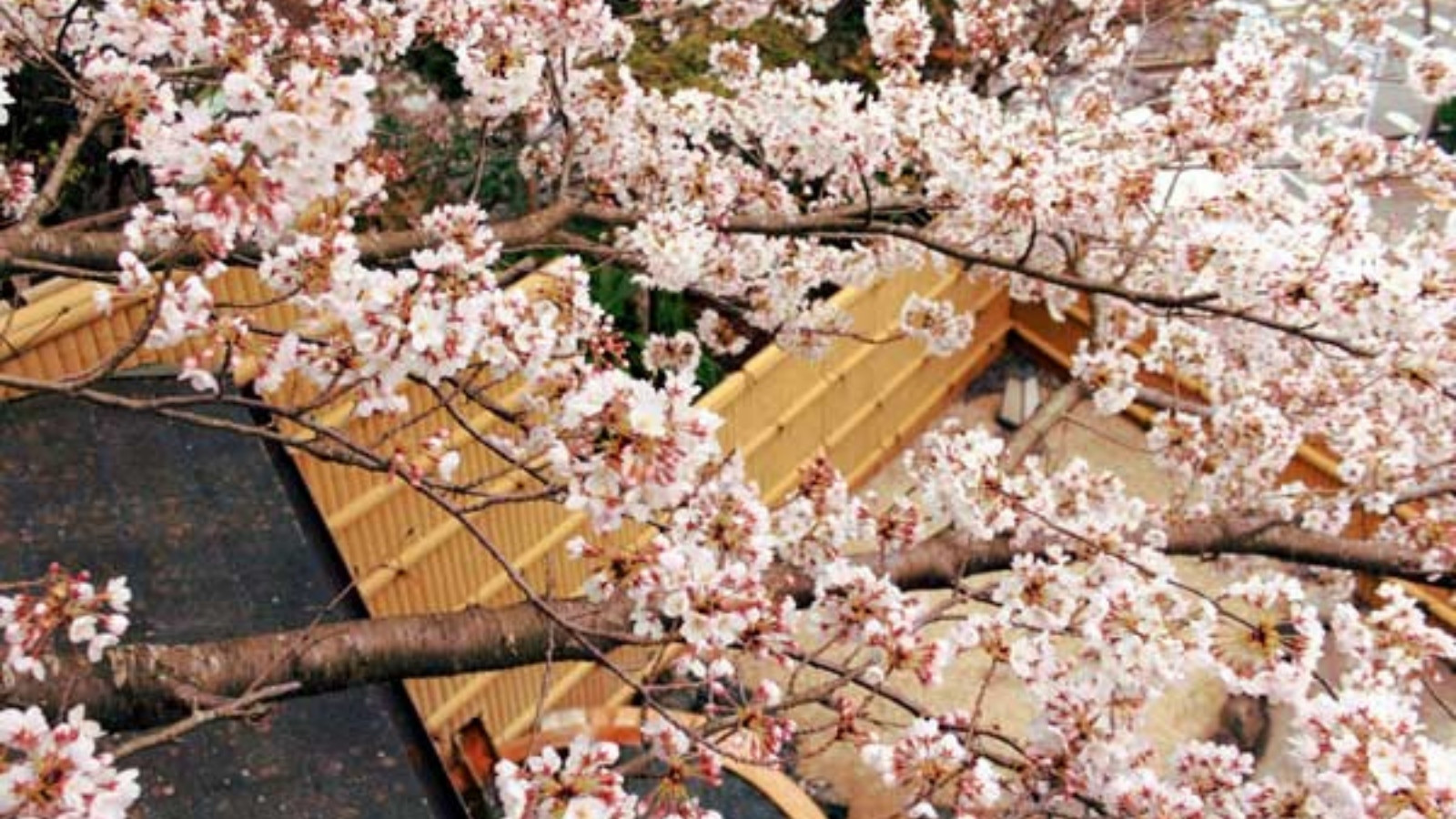 桜満開の露天風呂