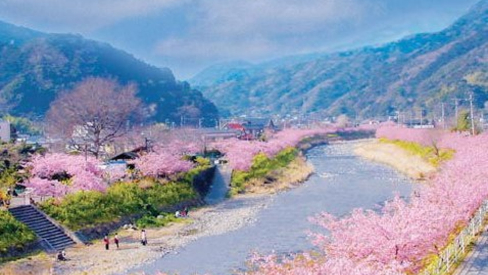 河津桜