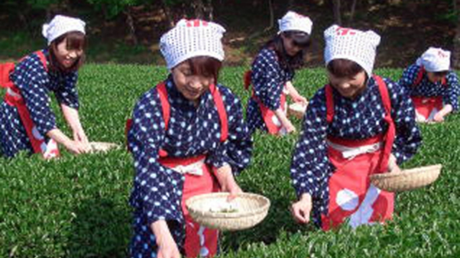 お茶摘み体験は春と秋。現地までは車で約五分