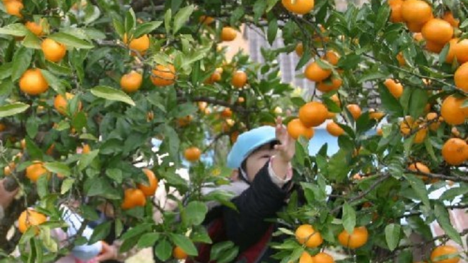 みかん狩り