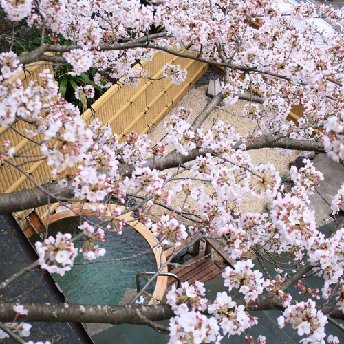 満開の桜露天風呂