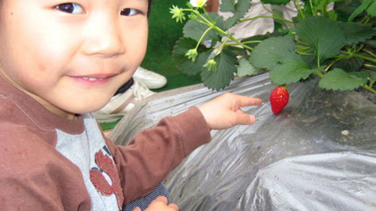 *苺狩りは１２月中旬から５月のゴールデンウィークまで楽しめます！