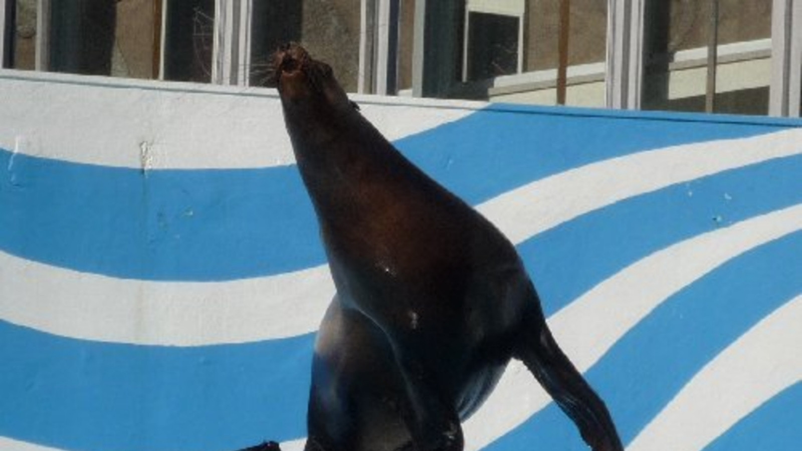 伊豆三津シーパラダイス「あしか」