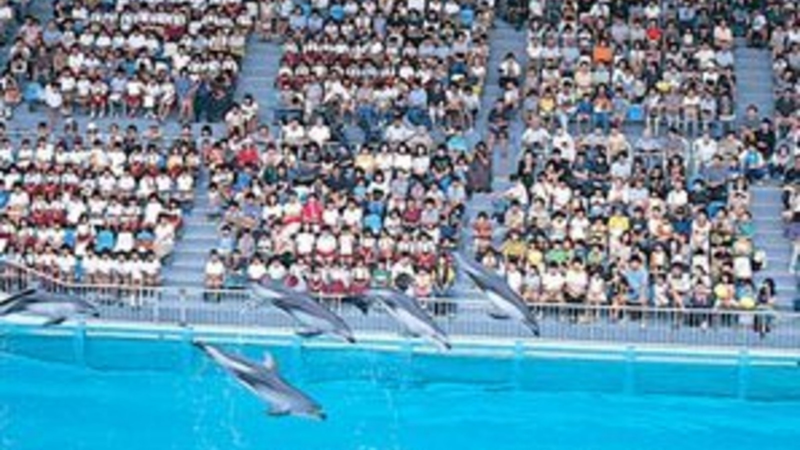 伊豆三津シーパラダイス「ショー風景」