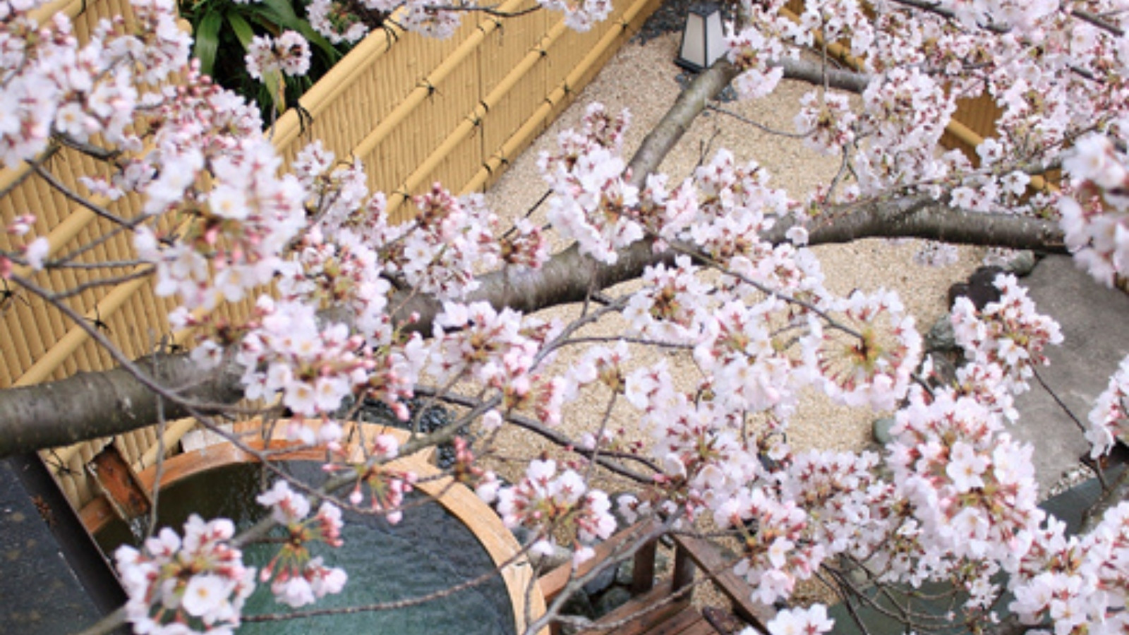 満開の桜露天風呂