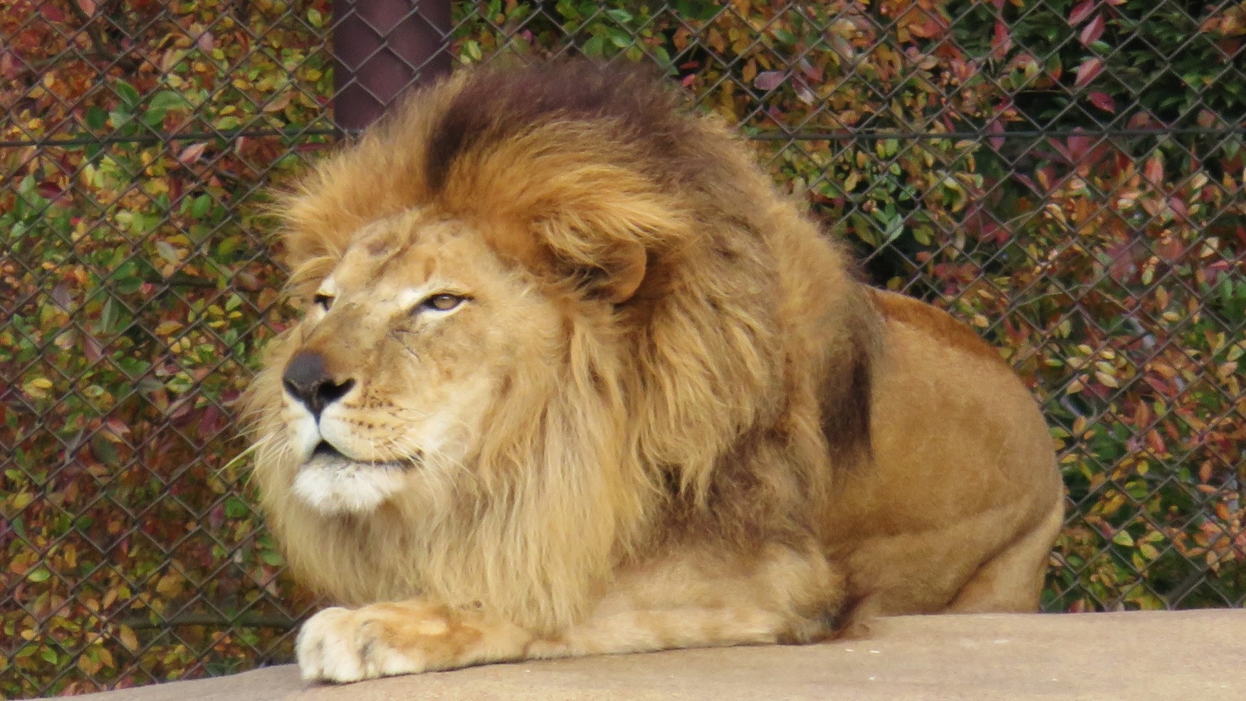 【千葉市動物公園】入場券付き「ライオンやキリン、ゾウ」に合いに行こう♪無料朝食付