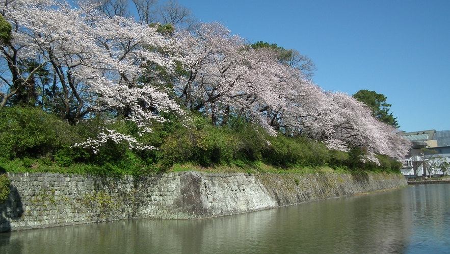 駿府城跡　中濠（桜）