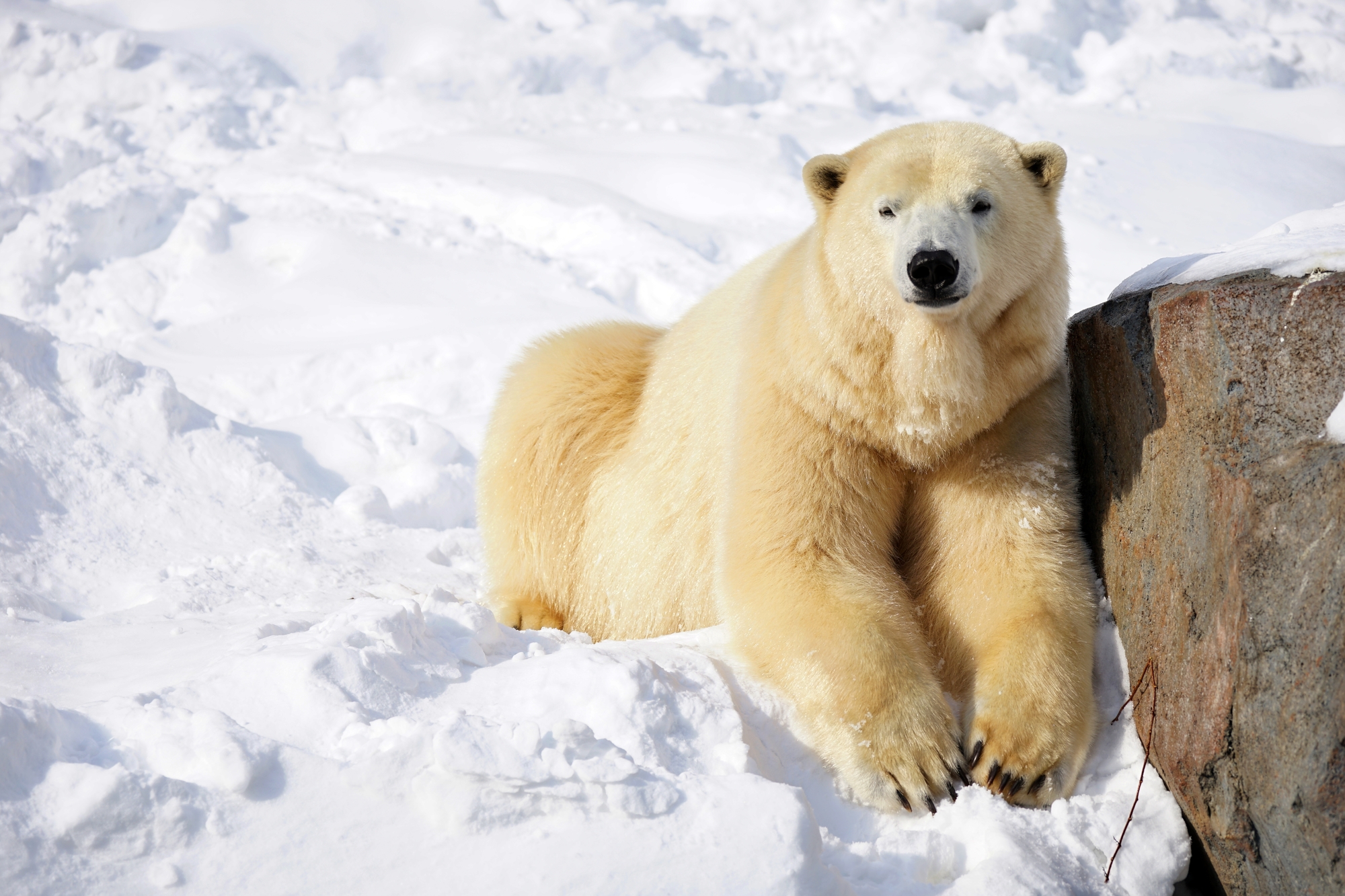 札幌市円山動物園　ホッキョクグマ