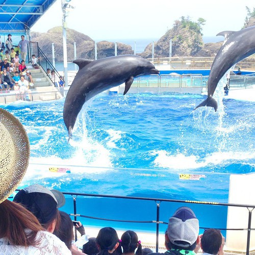 【越前松島水族館】車で45分