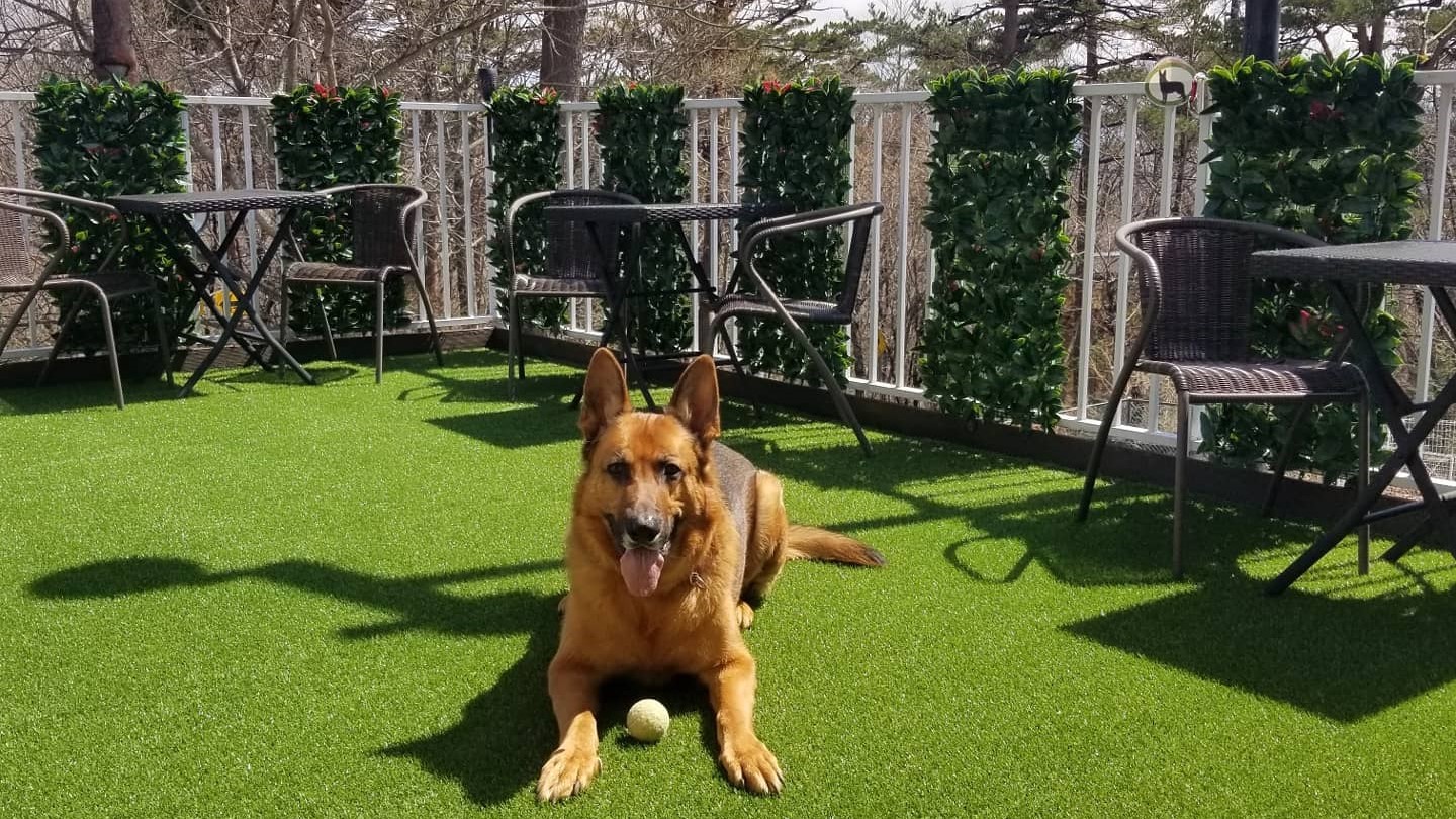 【5％OFF】【楽天スーパーSALE】スタンダードプラン　愛犬と過ごす軽井沢