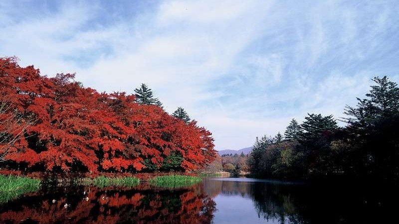 ■紅葉広がる雲場池