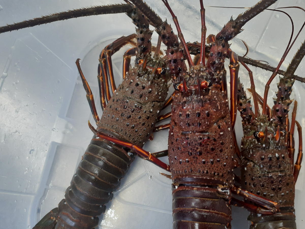 南三陸産伊勢海老