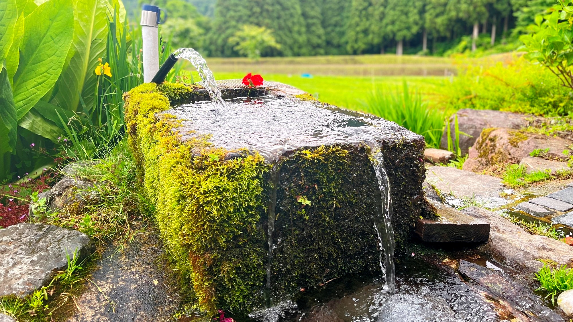 生け簀　宿の目の前には生け簀がありお食事で出す岩魚を飼っております。