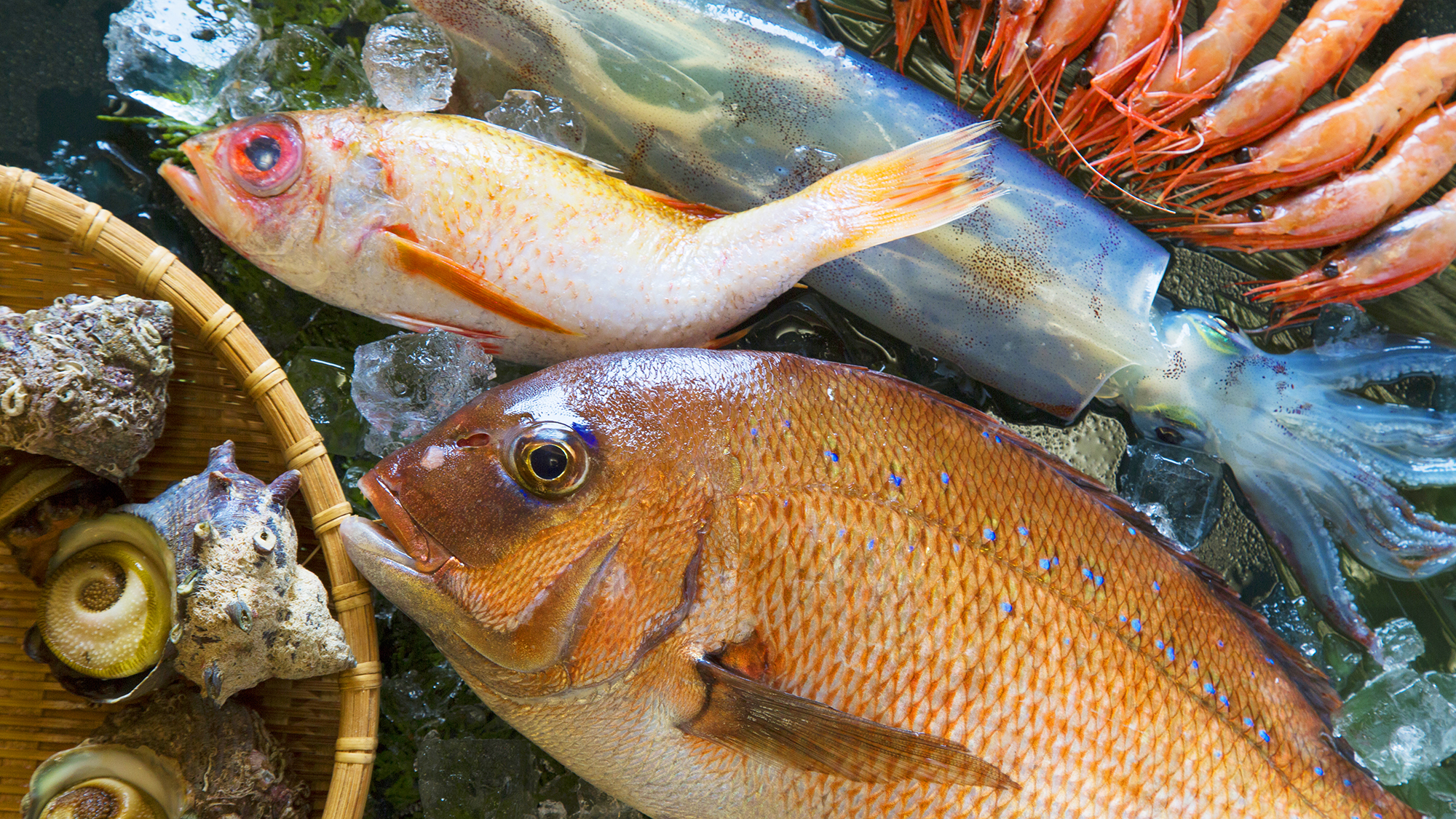 【越前10大グルメ】新鮮！海の幸の宝庫『越前』で獲れた旬の地魚や魚介類がてんこもり！