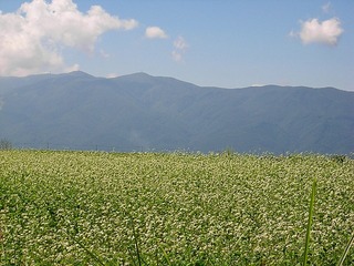 そばの花