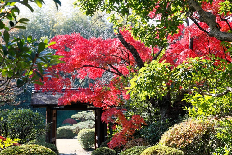 有楽苑の紅葉風景
