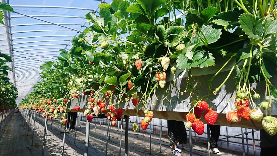 【マイカーで行く】南信州いちご狩り60分食べ放題付｜翌日体験｜1泊2食付【送迎なし】