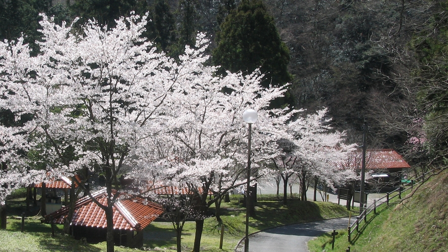 *【敷地内一例】春は満開の桜をお楽しみいただけます♪