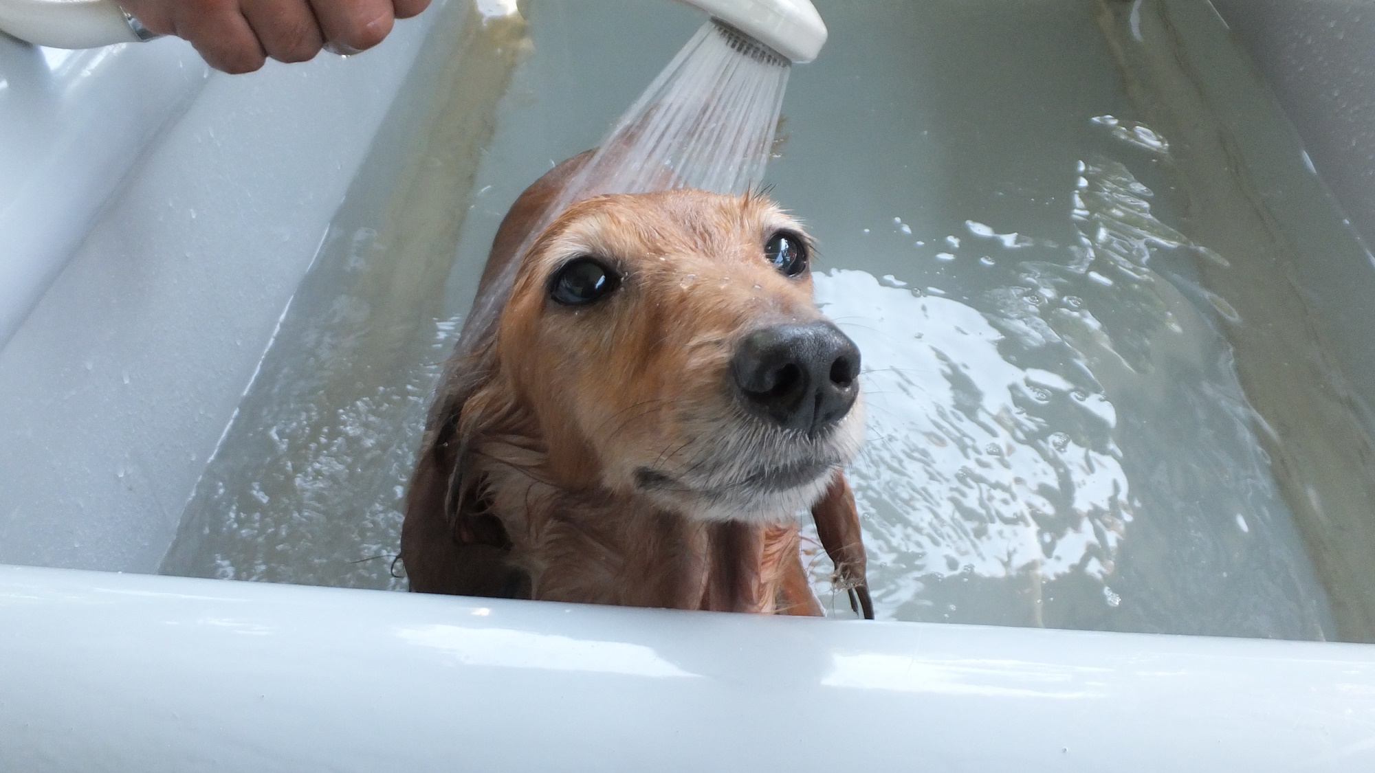 *【温泉】犬用のお風呂が外にございます