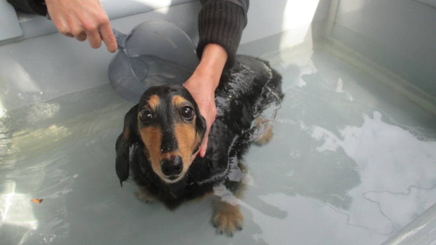 *【温泉】犬用のお風呂が外にございます