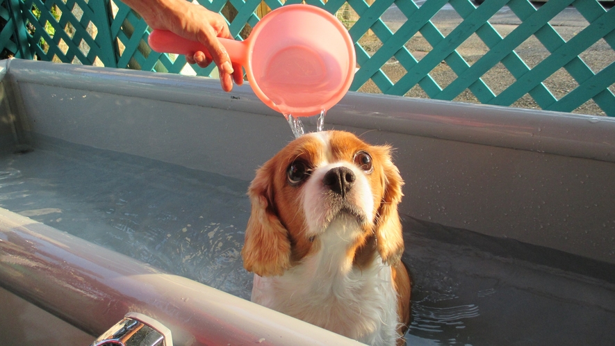 *【温泉】犬用のお風呂が外にございます