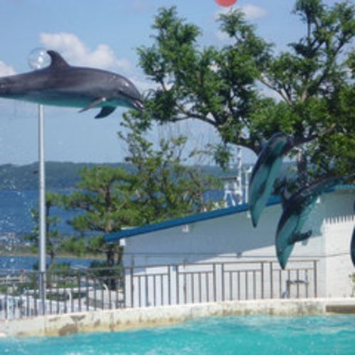 「のとじま水族館」当館からお車で90分。ジンベイザメやイルカショー、近辺の海では野生イルカも見れます